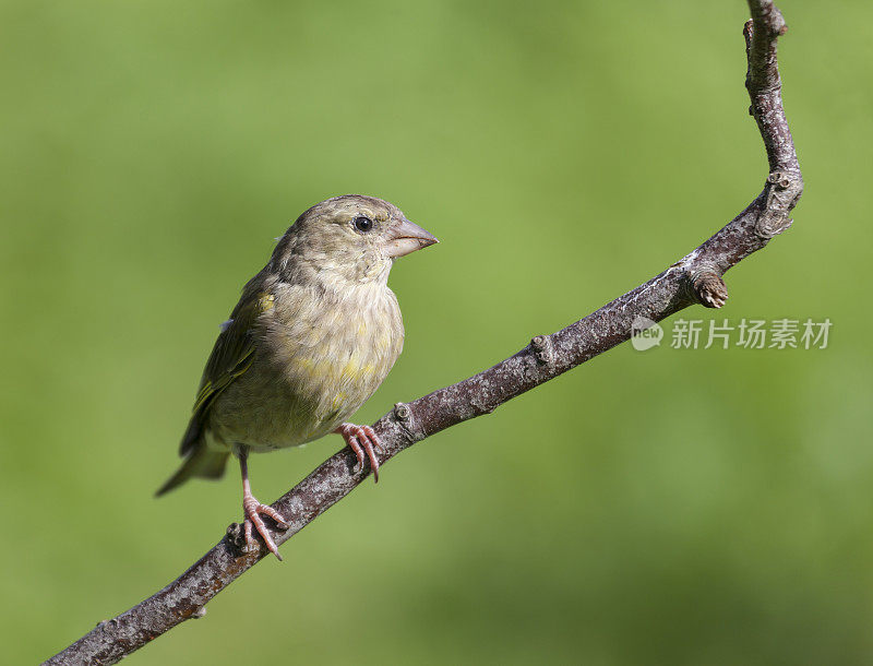 雌性金翅雀(Carduelis chloris)